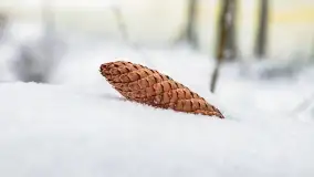 Niezdecydowana zima w lesie miejskim w Giżycku - zdjęcie 37