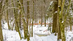 Niezdecydowana zima w lesie miejskim w Giżycku - zdjęcie 32