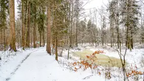 Niezdecydowana zima w lesie miejskim w Giżycku - zdjęcie 22