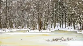 Niezdecydowana zima w lesie miejskim w Giżycku - zdjęcie 23