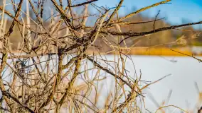 Rzeka Dajna i okolice, luty 2023 - zdjęcie 76