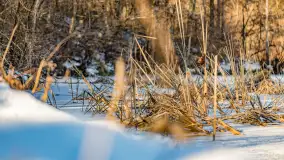 Rzeka Dajna i okolice, luty 2023 - zdjęcie 20