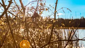 Zatoka Mrówcza, jezioro Ryńskie, luty 2023 - zdjęcie 37