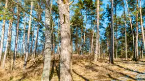 Zatoka Mrówcza, jezioro Ryńskie, luty 2023 - zdjęcie 9