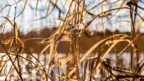 Zatoka Mrówcza, jezioro Ryńskie, luty 2023 - zdjęcie 24