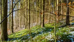 Spacer po lesie kętrzyńskim, górka poznańska i rzeka Guber - zdjęcie 10