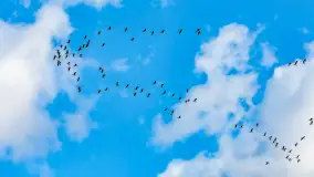 Wiosenne zbiorowiska ptaków, luty 2023 r. - zdjęcie 15