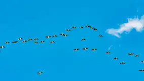 Wiosenne zbiorowiska ptaków, luty 2023 r. - zdjęcie 5