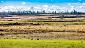 Wiosenne zbiorowiska ptaków, luty 2023 r. - zdjęcie 19