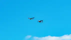 Słonecznie i zimowo przy moście Sztynorckim - zdjęcie 30