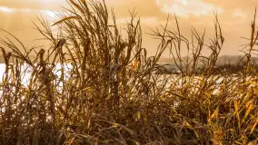 Zachód słońca nad Niegocinem widoczny z dzikiej plaży - zdjęcie 19