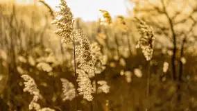 Zachód słońca nad Niegocinem widoczny z dzikiej plaży - zdjęcie 17