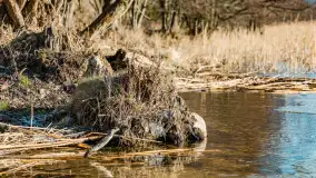 Grodzisko Św. Góra, jezioro Wojnowo, marzec 2023 r. - zdjęcie 42