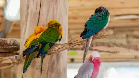 Odwiedziliśmy papugarnię w Wilkasach, luty 2023 r. - zdjęcie 5