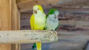 Odwiedziliśmy papugarnię w Wilkasach, luty 2023 r. - zdjęcie 6