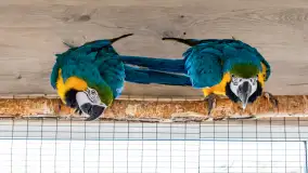 Odwiedziliśmy papugarnię w Wilkasach, luty 2023 r. - zdjęcie 22