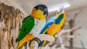 Odwiedziliśmy papugarnię w Wilkasach, luty 2023 r. - zdjęcie 19