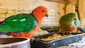 Odwiedziliśmy papugarnię w Wilkasach, luty 2023 r. - zdjęcie 8