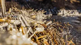 Jezioro Gołdopiwo na początku marca 2023 r. - zdjęcie 30