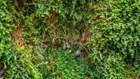 Wiosenny spacer po Mamerkach, marzec 2023 r. - zdjęcie 26