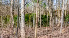 Wiosenny spacer po Mamerkach, marzec 2023 r. - zdjęcie 15