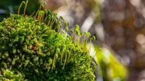 Spacer po parku im. Juliusza Słowackiego w Mrągowie - zdjęcie 20