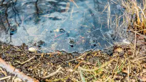 Węgorapa i kanał Węgorzewski pod koniec marca 2023 r. - zdjęcie 28