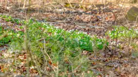 Wiosna i rozlewiska przy jeziorze Siercze niedaleko Gierłoży - zdjęcie 8