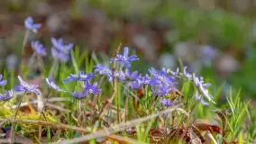 Wiosna i rozlewiska przy jeziorze Siercze niedaleko Gierłoży - zdjęcie 3