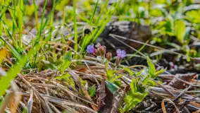 Wiosna już jest, taka prawdziwa, zielona i ciepła - zdjęcie 36