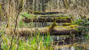 Wiosna już jest, taka prawdziwa, zielona i ciepła - zdjęcie 47