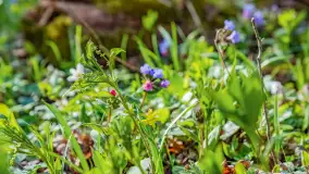 Wiosna już jest, taka prawdziwa, zielona i ciepła - zdjęcie 27