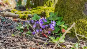 Wiosna już jest, taka prawdziwa, zielona i ciepła - zdjęcie 40