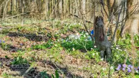 Wiosna już jest, taka prawdziwa, zielona i ciepła - zdjęcie 49