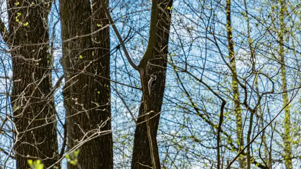 Plaża i ścieżka edukacyjna w Czernikach, jezioro Mój - zdjęcie 9