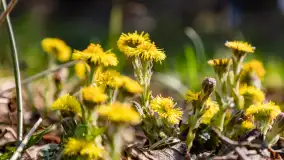 Plaża i ścieżka edukacyjna w Czernikach, jezioro Mój - zdjęcie 11