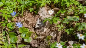 Foto spacer po lesie miejskim w Giżycku, kwiecień 2023 r. - zdjęcie 7