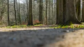 Foto spacer po lesie miejskim w Giżycku, kwiecień 2023 r. - zdjęcie 28