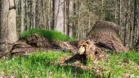 Foto spacer po lesie miejskim w Giżycku, kwiecień 2023 r. - zdjęcie 13