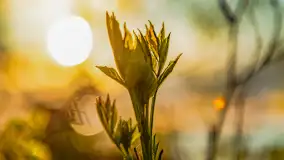 Wiosenny zachód słońca nad Darginem - zdjęcie 32