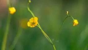 Majowy zachód słońca nad jeziorem Siercze, 2023 - zdjęcie 12