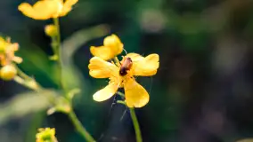 Zachód słońca nad jeziorem Niegocin, maj 2023 r. - zdjęcie 33