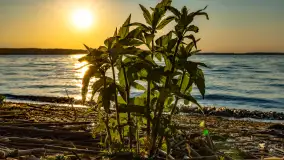 Zachód słońca nad jeziorem Niegocin, maj 2023 r. - zdjęcie 13