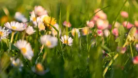 Zachód słońca nad jeziorem Kisajno widziany z dawnego Almaturu - zdjęcie 20