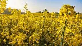 Wspomnienia rzepakowych pól na Mazurach 2023 - zdjęcie 4