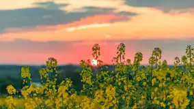 Wspomnienia rzepakowych pól na Mazurach 2023 - zdjęcie 45
