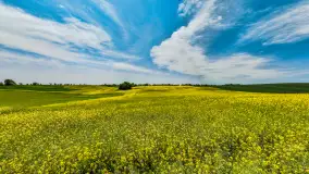 Wspomnienia rzepakowych pól na Mazurach 2023 - zdjęcie 58