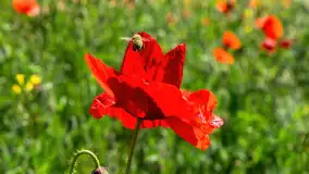 Makowe, mazurskie, czerwone pola, czerwiec 2023 r. - zdjęcie 21