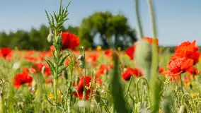 Makowe, mazurskie, czerwone pola, czerwiec 2023 r. - zdjęcie 7