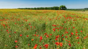 Makowe, mazurskie, czerwone pola, czerwiec 2023 r. - zdjęcie 10
